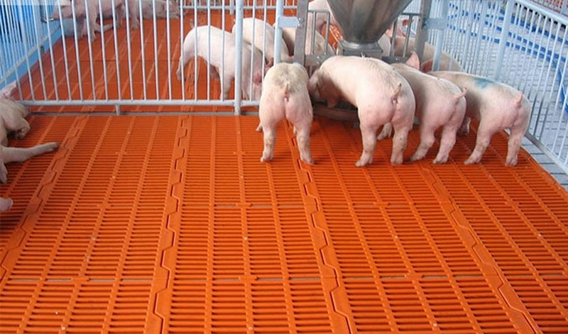 Sàn nhựa heo Hòa An bằng nhựa PP chịu lực, khe thoáng giúp chuồng sạch và khô ráo.